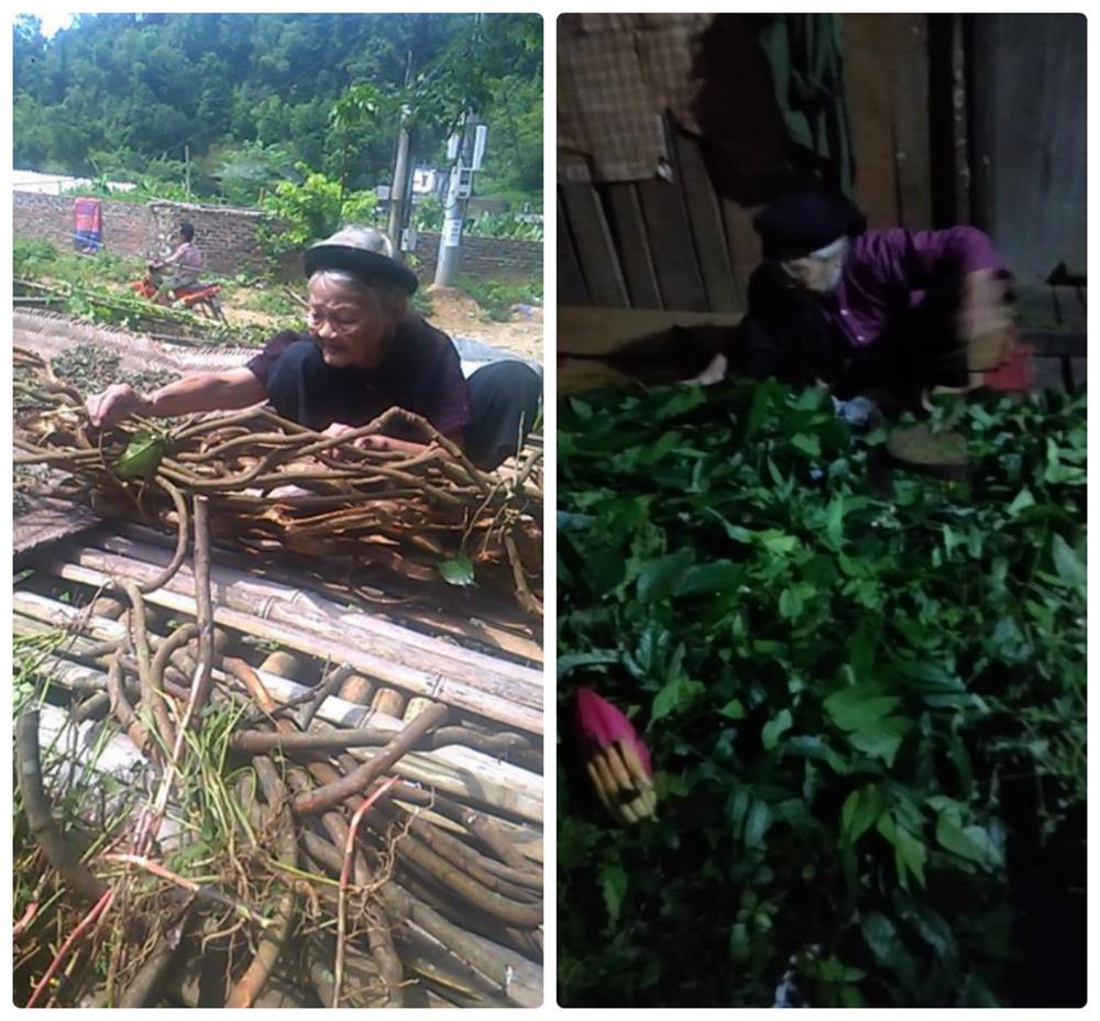 Lương y Nguyễn Văn Thám - cống hiến hết mình cho nền y học nước nhà